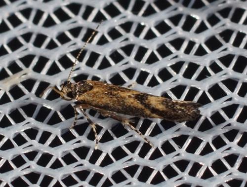 Coccidiphila gerasimovi